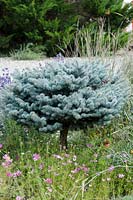 Picea pungens Glauca Group 'Globosa' - Colorado spruce 