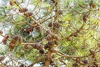 Pinus nigra - Austrian pine