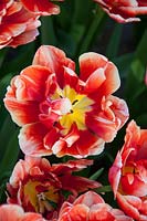 Tulipa 'Cabella'