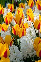 Tulipa 'Stresa' and Hyacinthus orientalis 'Carnegie' 