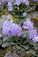 Ramonda myconi - Pyrenean violet