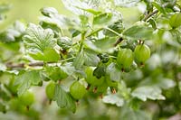 Ribes uva-crispa 'HinnonmÃ¤ki GrÃ¶n' - gooseberry 
