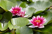 Nymphaea - waterlily