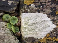 Snails in crevice of stone wall with Pennywort and Lichen