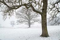 A Quercus - Oak tree - in the snow. 