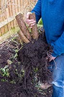 Gardener holding Hypericum stump and roots, Oxfordshire