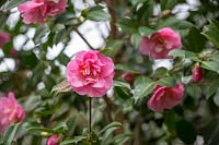 Camellia x williamsii 'Rose quartz', Oxfordshire