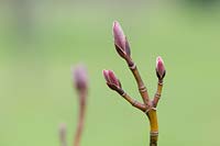 Acer morifolium - Mulberry leaf maple buds, Oxfordshire
