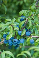 Prunus spinosa - sloe berries.