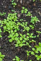 Stellaria media - common chickweed seedlings