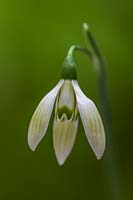 Galanthus 'Cowhouse Green'