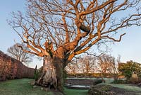 Acient oak tree in Town Place garden