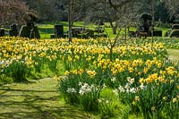 Mixed Narcissus - daffodils - at Hever Castle, Kent.