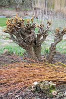 Salix alba var. vitellina 'Yelverton'  - Pollarded Golden willow, Surrey