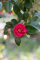 Camellia x williamsii 'JC Williams'