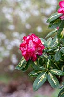 Rhododendron 'President roosevelt'