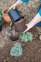 Lavandula - Planting Lavender 'Hidcote' in herb garden