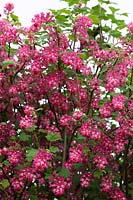 Ribes Sanguineum 'Atrorubens' - Flowering currant