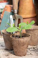 Cucurbita pepo - Courgette seedlings in biodegradable plant pots 
