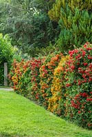 Pyracantha hedge. Mixed varieties