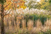 Perennial border with Calamagrostis, Miscanthus and Metasequoia glyptostroboides. 