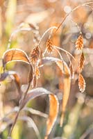 Chasmanthium latifolium. Seed heads with frost