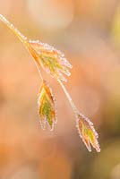 Chasmanthium latifolium. Seed heads with frost