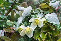 Clematis cirrhosa 'Jingle Bells' with snow. 