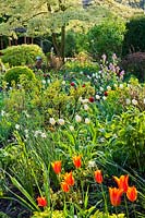 Spring flowerbed with Euphorbia x martinii 'Ascot Rainbow', daffodils, honesty - Lunaria annua, Cornus controversa 'Variegata', Tulip 'Jan Reus', Tulipa 'Ballerina' and Tulipa 'White Emperor