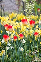 Tulipa 'Aperitif' amongst daffodils