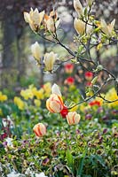 Tulipa 'Sundowner', magnolia and hellebores