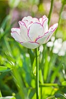 Tulipa 'Belicia'