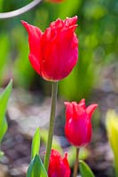 Tulipa 'Pretty Woman'