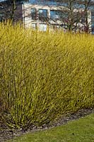 Cornus sericea 'Flaviramea' - golden-twig dogwood