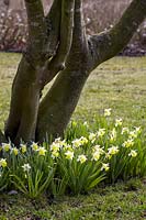 Narcissus 'Topolino' - daffodil 
