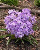 Chionodoxa luciliae 'Violet Beauty' - Glory of Snow