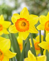 Narcissus 'Loveday' - daffodils 