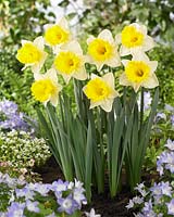 Narcissus 'Las Vegas' - daffodils 