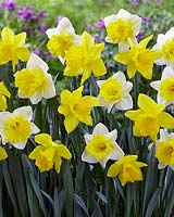 Narcissus 'Las Vegas' and Narcissus 'Golden Harvest' - daffodils 