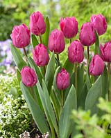 Tulipa 'Alma Pavlovic'