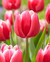 Tulipa 'Debutante'