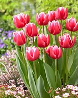 Tulipa 'Debutante'