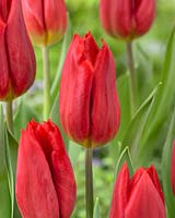 Tulipa 'Strong Power'