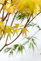 Acer palmatum 'Akane' - Japanese maple 