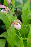 Cypripedium gisela - Lady-Slipper Orchid