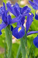 Iris x hollandica 'Professor Blaauw' - Dutch Iris