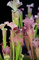Sarracenia x mitchelliana - Mitchell's pitcher plant