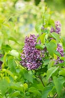 Syringa vulgaris 'Olive May Cummings' - Lilac 