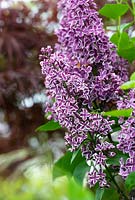 Syringa vulgaris 'Sensation' - Lilac 
 