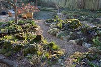 Snowdrop collection planted in rockery with range of crocus, showing wider view of the garden at sunrise 